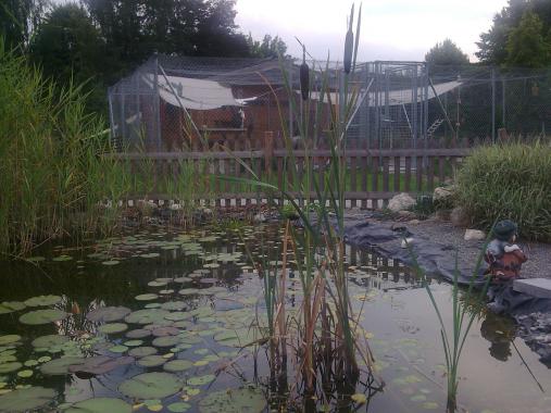 Teich