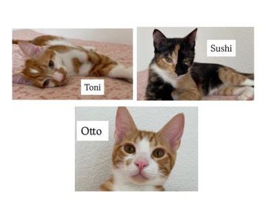 Otto – Kreistierheim Sigmaringen