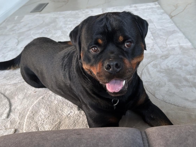 Diego – Kreistierheim Sigmaringen